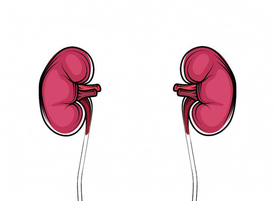 KIDNEYS: THE END STAGE RENAL DISEASE - ESRD (S3)