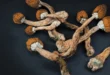 Do Psilocybin Mushrooms Go Bad? Shelf Life, Storage Tips, and Safety Guide