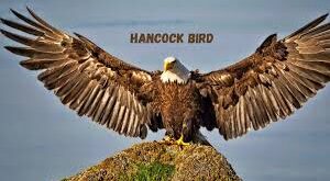 Hancock Bird: Symbolism, Spiritual Significance, and Cultural Interpretations